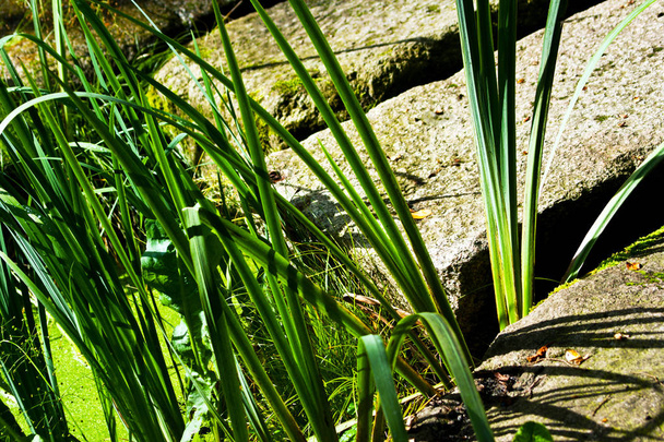 Wellness zelená tráva s kameny pozadí - Fotografie, Obrázek