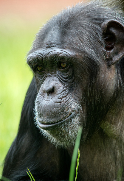Primer plano de Chimpancé
 - Foto, Imagen