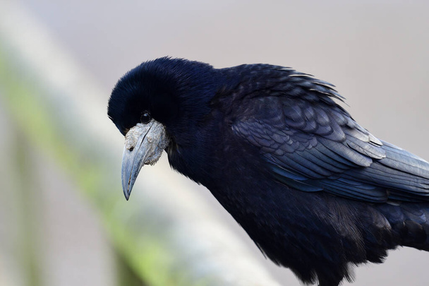 Rook on a fence (Corvus frugilegus) - Photo, Image