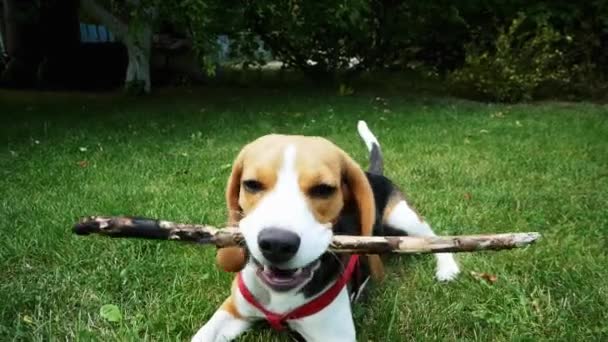 Happy beagle pies bawi się drewnianym kijem podczas wieczornego spaceru - Materiał filmowy, wideo