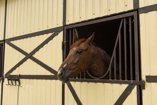 urocza fotogeniczna lekko uśmiechnięta głowa portretu konia patrząca w kamerę z okna boksu  - Zdjęcie, obraz