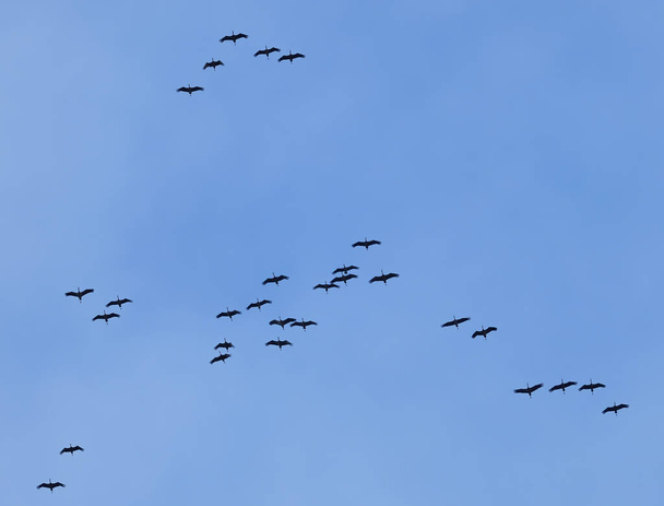 Migración de grúas areniscas con cielo azul
 - Foto, Imagen