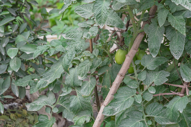Green tomatoes growing on homemade tree branches trellis structure at container garden in Hanoi - Photo, Image