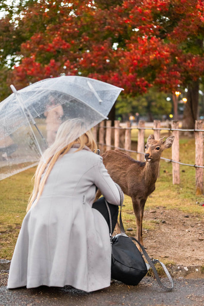Kobieta podchodzi dzikie zwierzę, jeleń, w parku robienie zdjęcia i karmienie w Kioto nara Park Japanclose do dzikiego jeleni młodego jelonka w naturze w Parku Narodowym - Zdjęcie, obraz