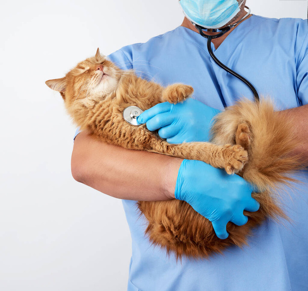 Veterinarian in blue uniform and sterile latex gloves holds and  - Foto, Bild