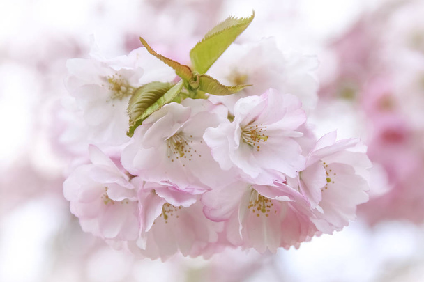 Pink sakura flowers. Sakura flowers close up.Spring blossom - Photo, image