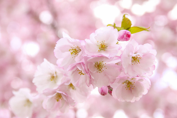 rosa Sakura-Blüten. Sakura Blumen aus nächster Nähe. Frühlingsblüte - Foto, Bild