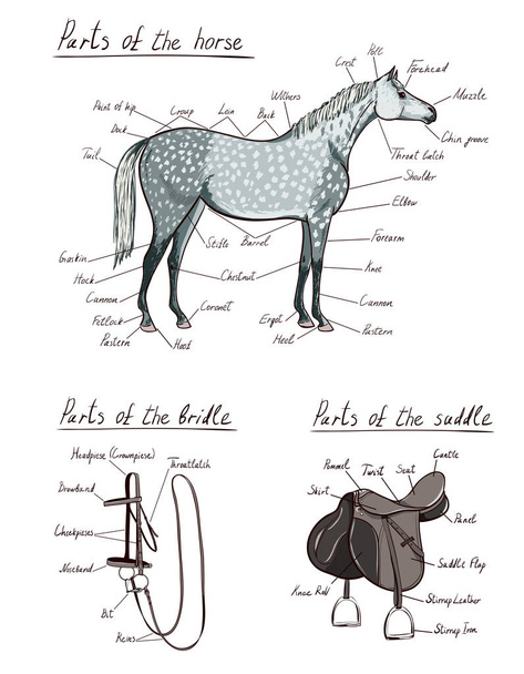 Parts of horse, saddle, bridle set. Equine anatomy. Equestrian scheme text. The terms of riding tack gear tool harness. Cartoon vector  hand drawing of snaffle, stirrup, bit, belt, reins, buckle - Vector, Imagen