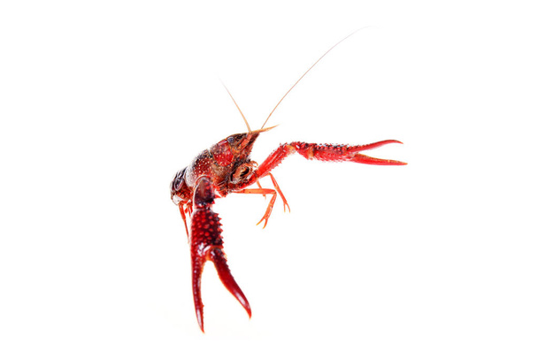 Crayfish - Photo, Image