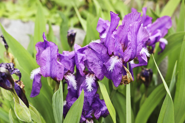 Яркие фиолетовые цветы радужки. Irises - декоративное садовое растение
. - Фото, изображение