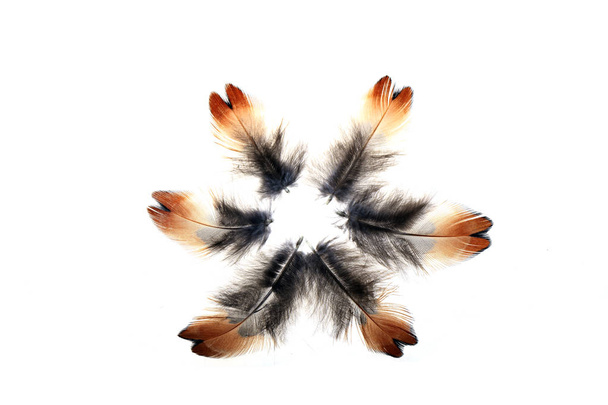 The feathers, white background - 写真・画像