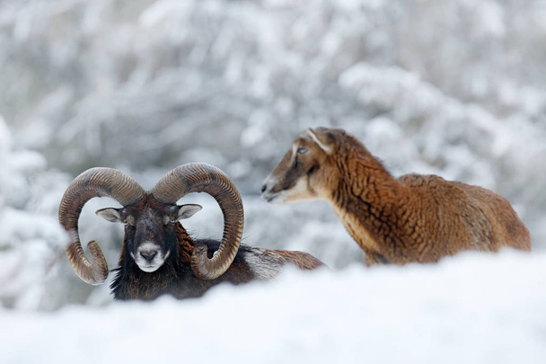 Mouflon, Ovis orientalis, gehoornde dier in de sneeuw natuur habitat. Close-up portret van zoogdier met grote hoorn, Tsjechië. Koude besneeuwde boomvegetatie, witte natuur. Sneeuwwitte winter in het bos. - Foto, afbeelding