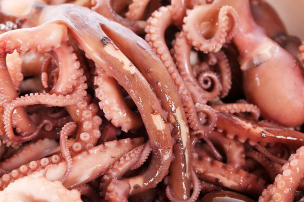 octopus - Photo, Image