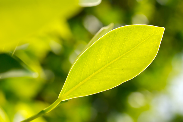 Closeup picture of green leaf - Фото, изображение
