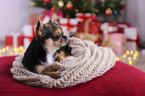 Mini chihuahua puppy as christmas present for children concept. Adorable decorative doggy on under holiday tree with wrapped gift boxes, festive lights. Festive background, close up, copy space. - Fotoğraf, Görsel