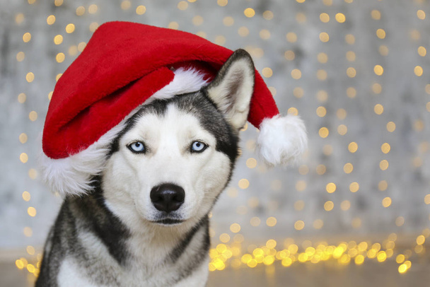 Black and white siberian husky on Christmas eve concept. Adorable doggy wearing santa claus hat, sitting on the floor over the bokeh effect festive lights . Festive background, close up, copy space. - Foto, Imagen