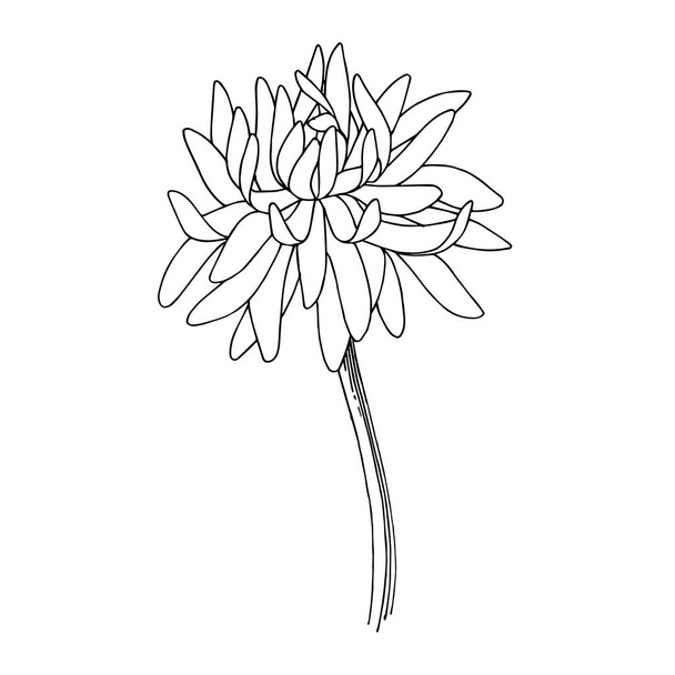 Вектор Хризантема цветочные ботанические цветы. Черно-белый рисунок чернил. Изолированный цветочный иллюстрационный элемент
. - Вектор,изображение