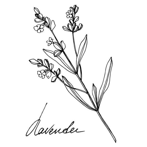 Vektör Lavanta çiçekli botanik çiçekleri. Siyah beyaz işlemeli mürekkep sanatı. İzole edilmiş lavanta illüstrasyon ögesi. - Vektör, Görsel