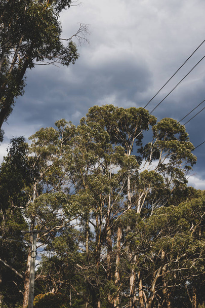 eucalyptus gum trees with dark moody clouds behind them - Zdjęcie, obraz
