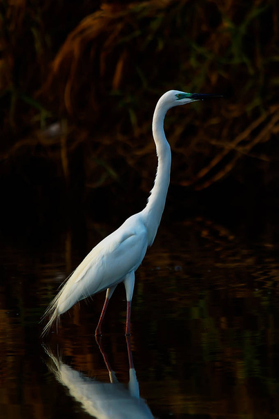 Thegreat egret(Ardea alba) is a species of bird from the family Ardeidae, of the genus Egretta. This bird is a type of fish-eating birds, shrimp that have habitat in mangroves and sand, rice fields. - Photo, Image