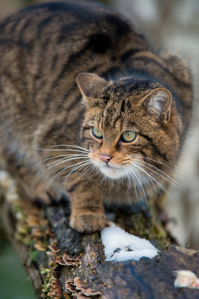 gato selvagem escocês
 - Foto, Imagem