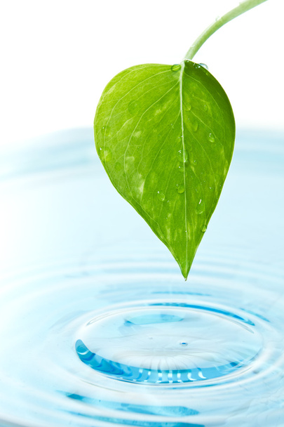zelený list a voda - Fotografie, Obrázek