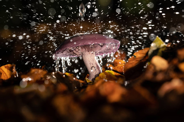 Осінньо-фіолетовий гриб з краплями дощу і бризкою води
 - Фото, зображення