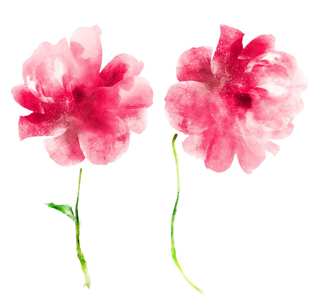 Watercolor flowers , isolated on white background - Photo, Image