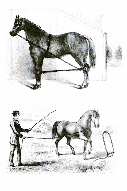 Лошадь. Ретро и старый образ
 - Фото, изображение