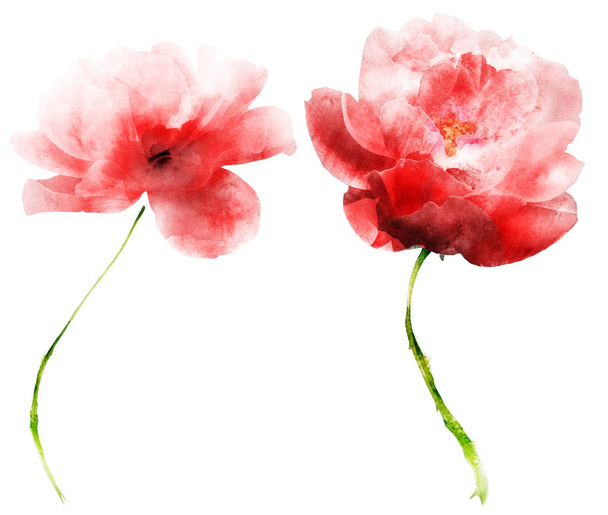 Watercolor flowers , isolated on white background - Foto, Imagem