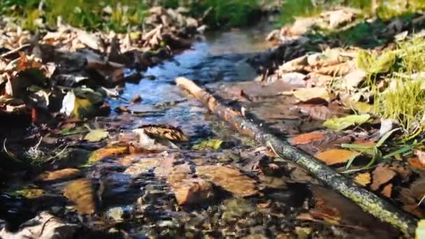 View of small river and grass at autumn under sunlight. - Filmmaterial, Video