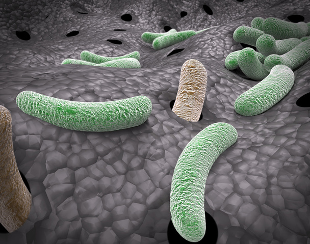 Bacterias Vista microscópica
 - Foto, Imagen