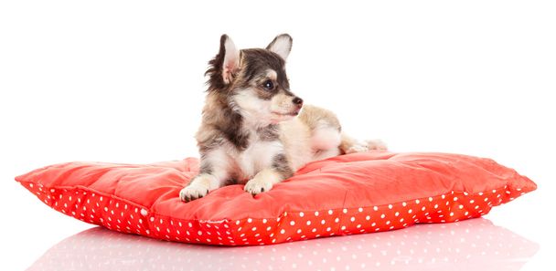 Chihuahua dog on red pillow isolated on white background. - Foto, Bild