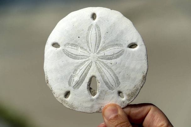 Meksika 'nın kumlu sahilinde deniz kestanesi iskeleti - Fotoğraf, Görsel