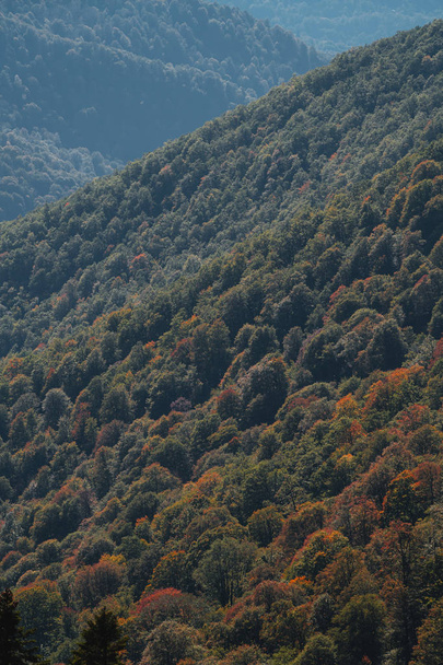 Green trees on the mountainside. Forest in the mountains. - Foto, Bild