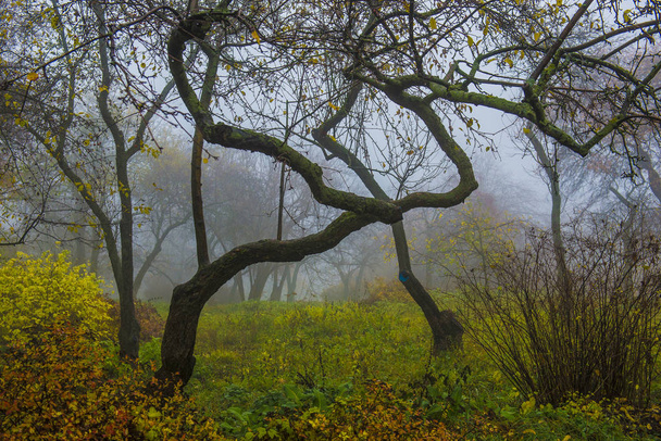Осенний парк. Сценический осенний утренний пейзаж. Кленовые деревья с v
 - Фото, изображение