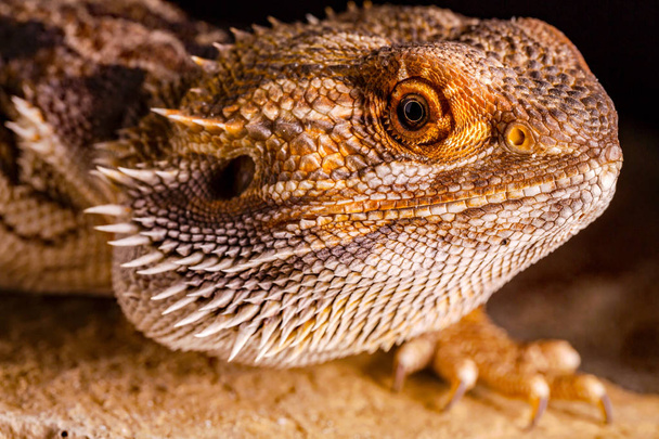 Pogona Vitticeps - close-up - Foto, Imagem