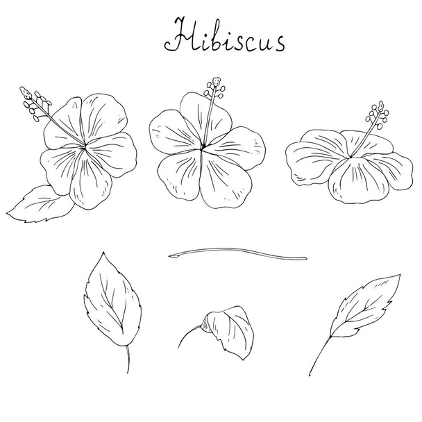 Hibiscus flowers isolated on white background - Wektor, obraz