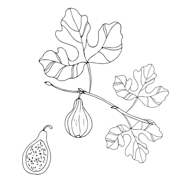 概要木の葉と果実 - ベクター画像