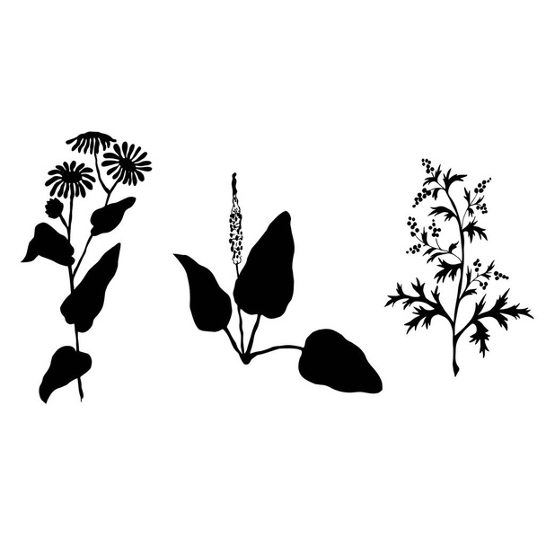Чорно-білі бур'яни рослини
 - Вектор, зображення