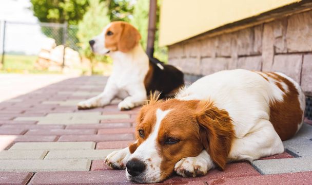 Эпагнеул Бретон, Бриттани Спаниель и собака Бигл. Две собаки отдыхают в тени на холодном кирпичном тротуаре рядом с домом
. - Фото, изображение