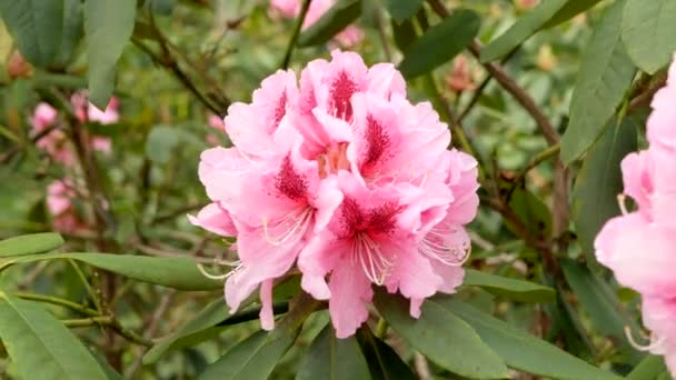 Růžové květy rododendronu houpající se ve větru - Záběry, video