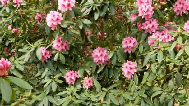 Křoví s růžovými květy rododendronu se houpe ve větru - Záběry, video