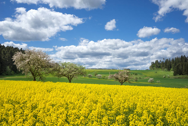Uitzicht over een geel bloeiend verkrachtingsveld in een landelijk landschap met bloeiende appelbomen tegen een blauw-witte lucht. Genomen in het voorjaar in Duitsland.  - Foto, afbeelding