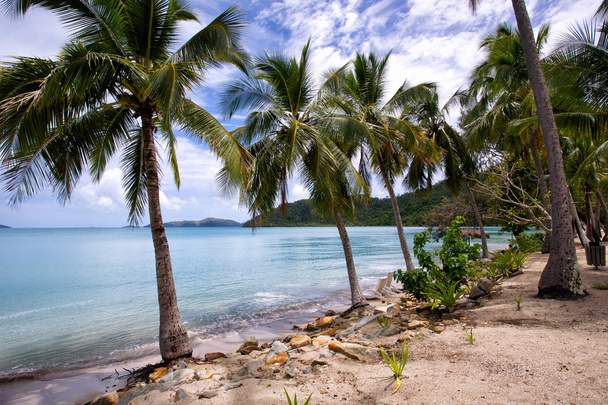 Isla tropical con cocoteros
 - Foto, Imagen