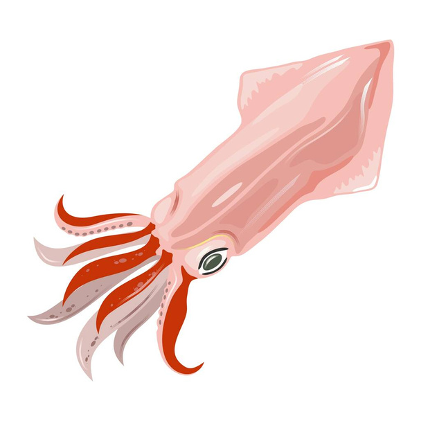 Fresh squid, calamari. Seafood. Sea, ocean wildlife. Marine animal, creature, beast, monster. - ベクター画像