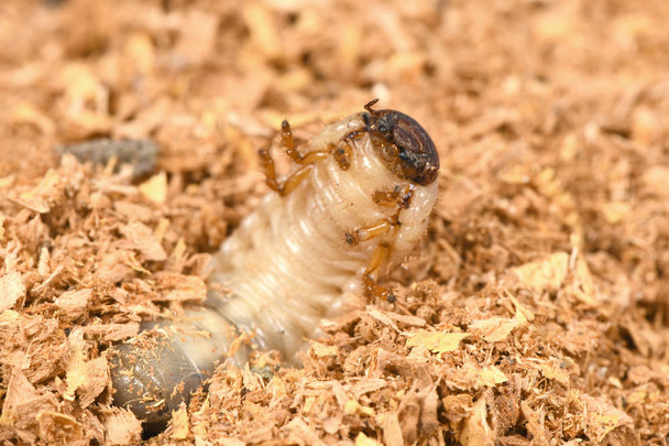 Larwa chrząszcz nosorożca - Zdjęcie, obraz