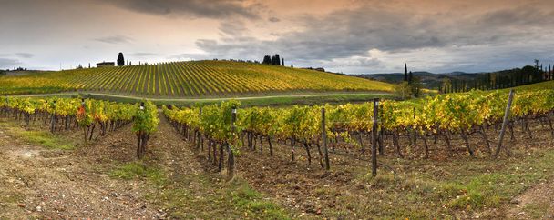 Krásné žluté vinice v regionu Chianti v blízkosti Quarate vesnice (Florencie) během barevného podzimního období v Toskánsku, Itálie. - Fotografie, Obrázek