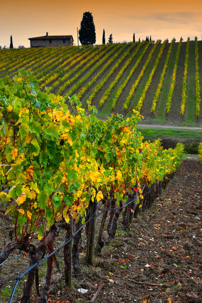 De kleuren van herfst seizoen op de wijngaarden van de Toscaanse Chianti regio in de buurt van Florence. Italië - Foto, afbeelding