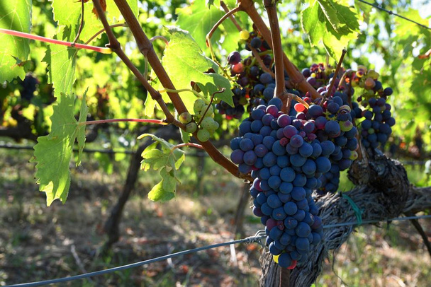 Maturare grappolo d'uva rosso in vigna. Regione del Chianti in Toscana vicino a Firenze. Italia
 - Foto, immagini